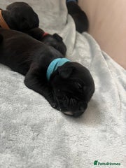 Cane Corso Puppy 5 Blue
