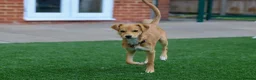 Mixed Breed dogs for adoption: Trudy - Advert 27