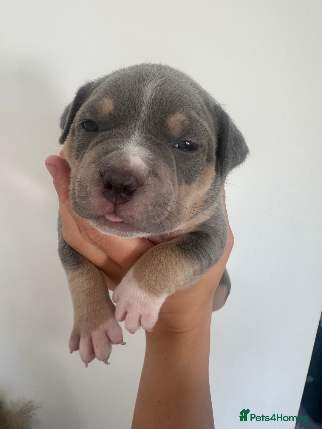 American Bully dogs for sale: Pocket Bullies ( not banned breed) - Image 28