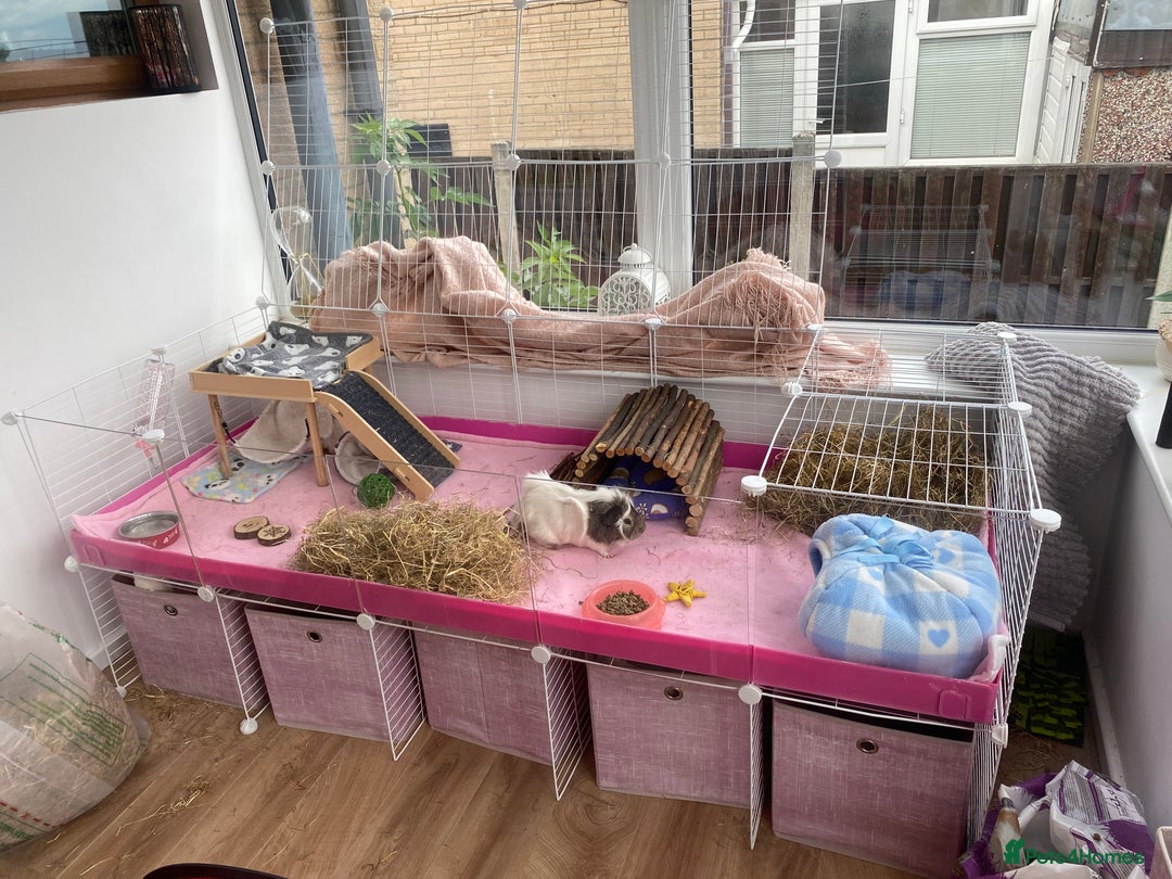 Guinea Pig rodents for sale: Two lovely boars with complete set up - Image 2