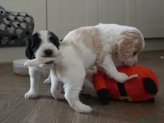 Cockapoo dogs Adorable cockapoos DNA Health tested parents - Advert 13