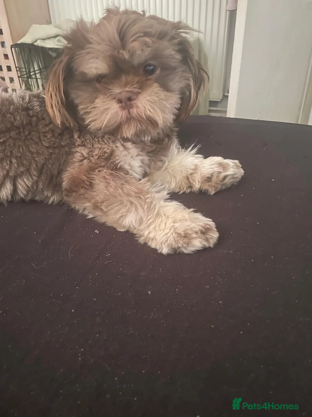 Shih Tzu dogs for sale: Beautiful male Shih Tzu  - Advert 4