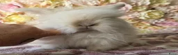 Angora rabbits for sale: Teddywidder bunnies - Advert 12