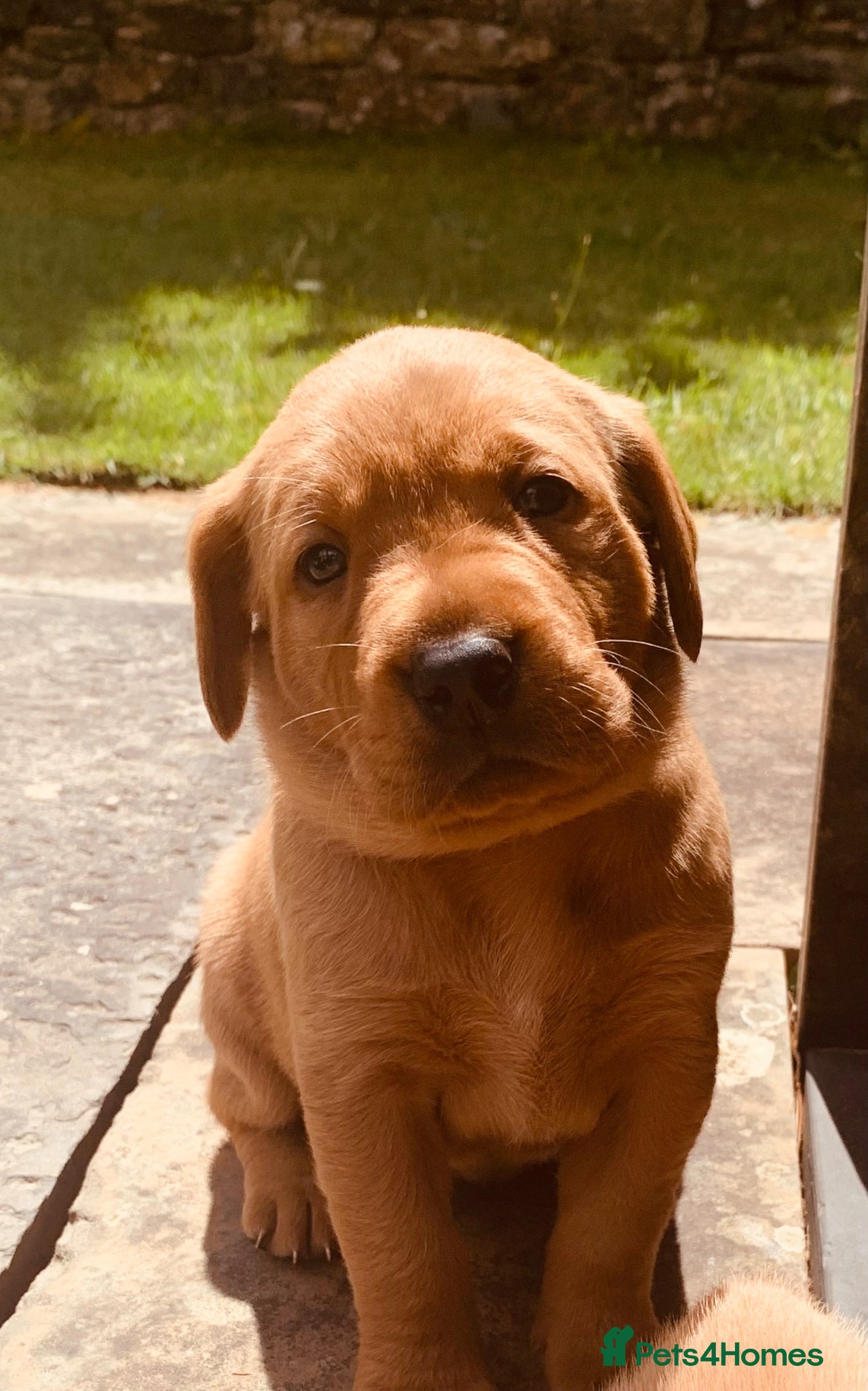 Labrador Retriever dogs for sale: KC reg health-tested Fox Red lab pups home raised - Advert 1