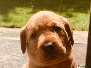 Labrador Retriever dogs KC reg health-tested Fox Red lab pups home raised - Advert 14