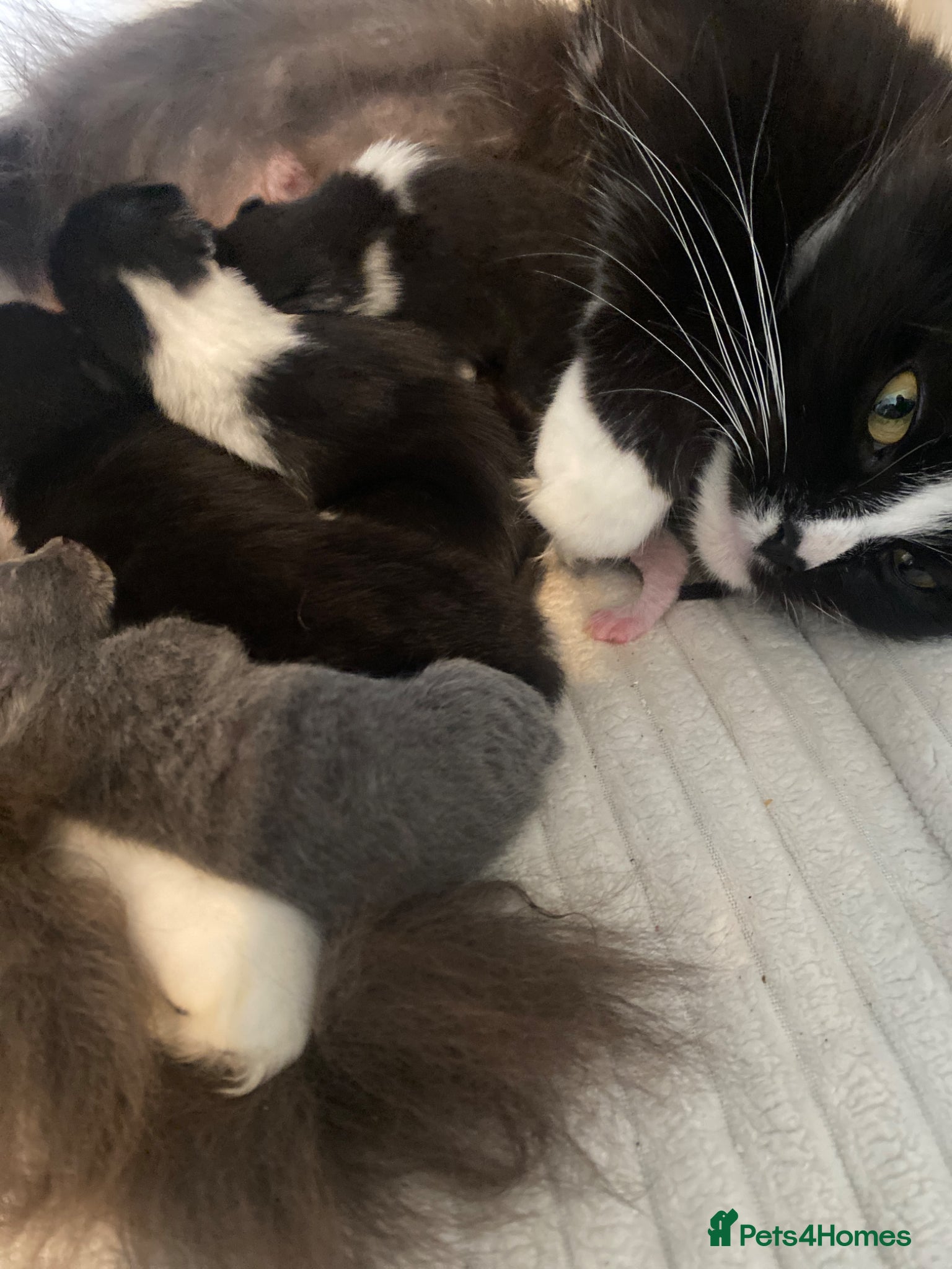 Mixed Breed cats 4 kittens for sale  - Advert 6