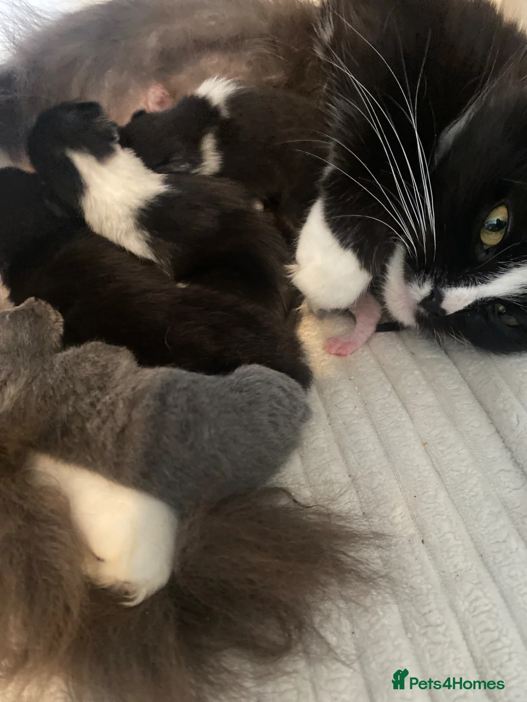 Mixed Breed cats for sale: 4 kittens for sale  - Advert 1