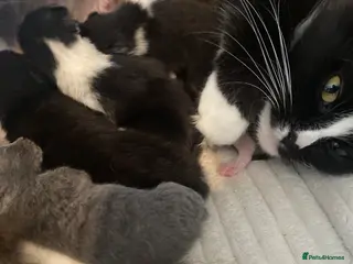 Mixed Breed cats 4 kittens for sale - Advert 14