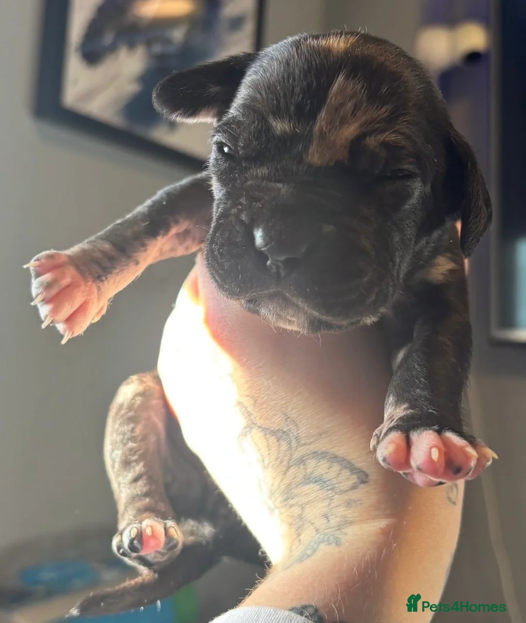 Cane Corso dogs for sale: Nearly ready * Beautiful chunky Cane Corso litter* - Advert 19