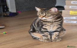 Mixed Breed cats for sale: 1 year old male cat - Image 2