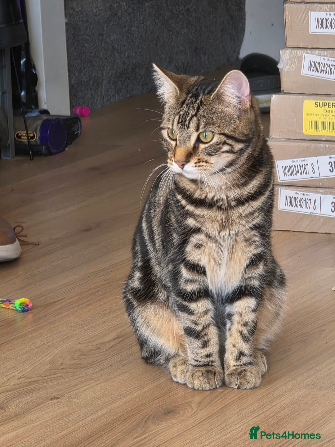 Mixed Breed cats for sale: 1 year old male cat - Image 2