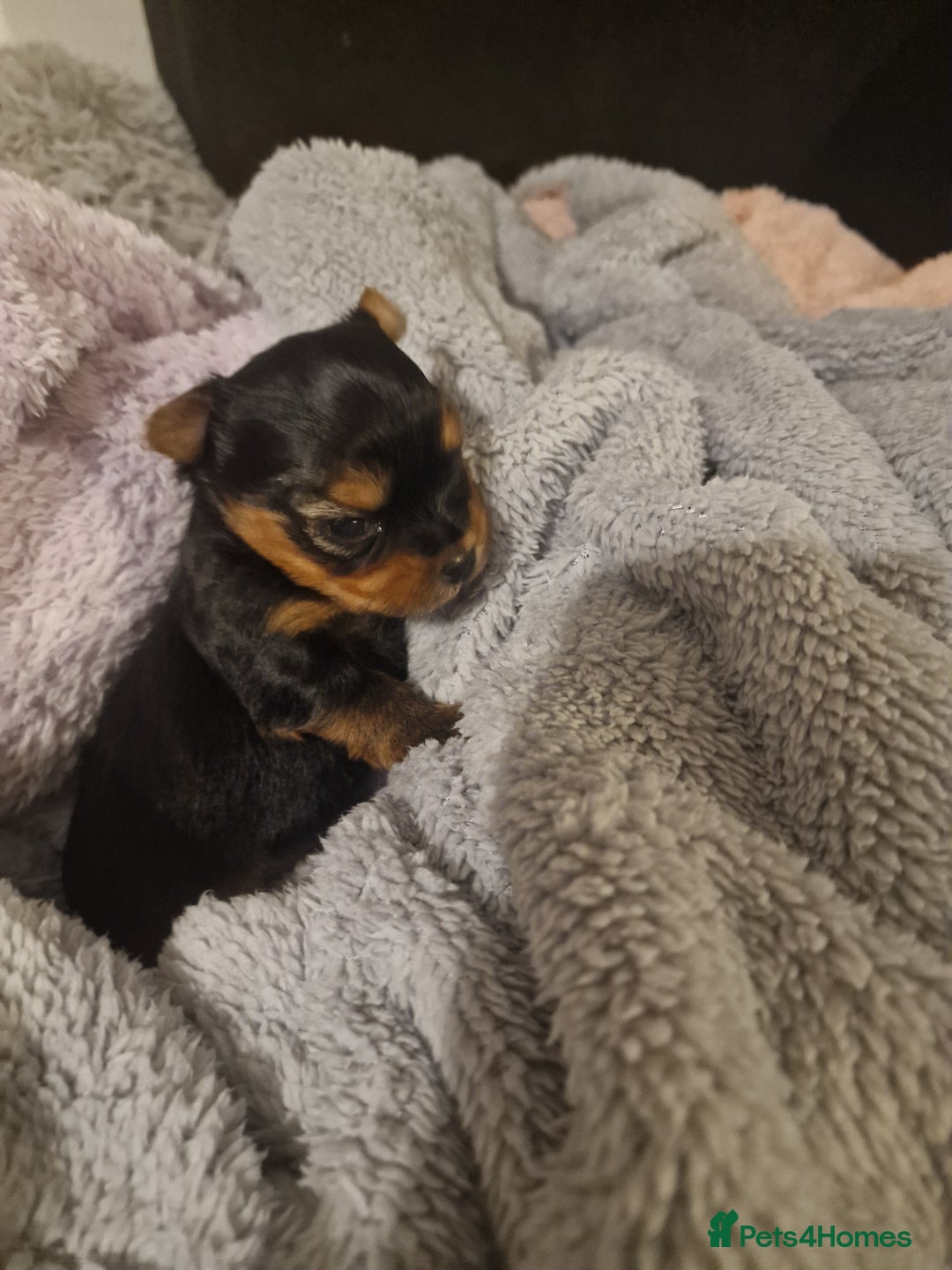 Yorkshire Terrier dogs for sale: Hello we got 2gorgeous puppies for sale - Advert 2