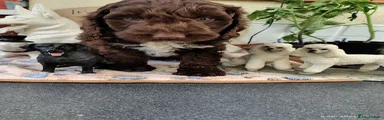 Cockapoo Puppy 5