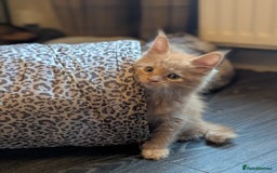 Maine Coon cats for sale: Maine Coon Kittens - Image 28