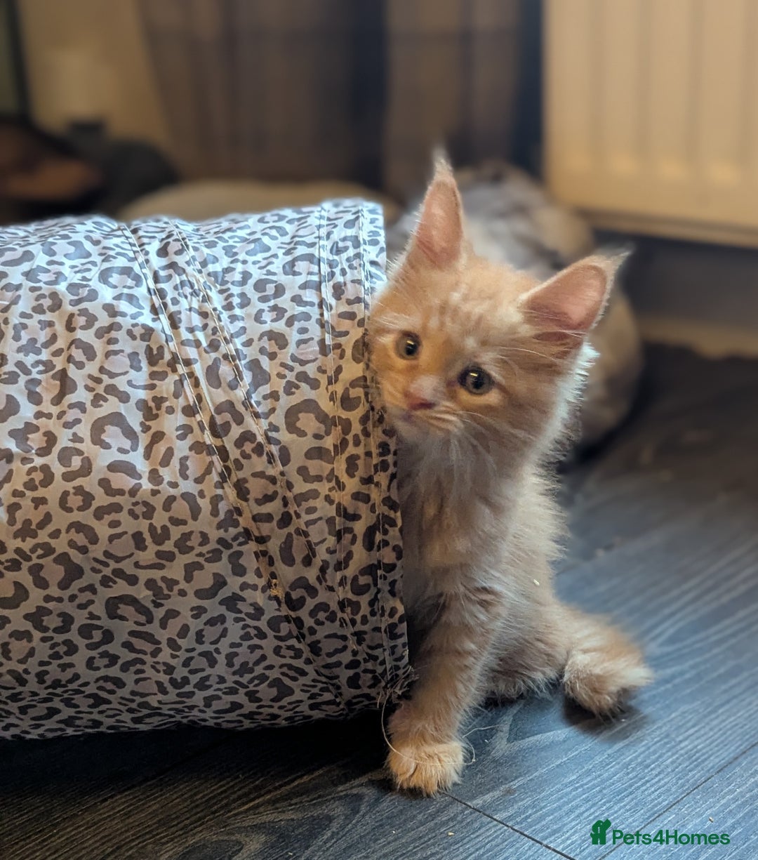 Maine Coon cats for sale: Maine Coon Kittens - Image 28