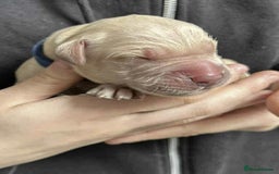 Golden Retriever dogs for sale: Gorgeous Golden Retriever Puppies!! - Image 15