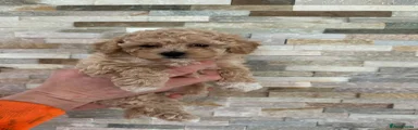 Maltipoo Puppy 2