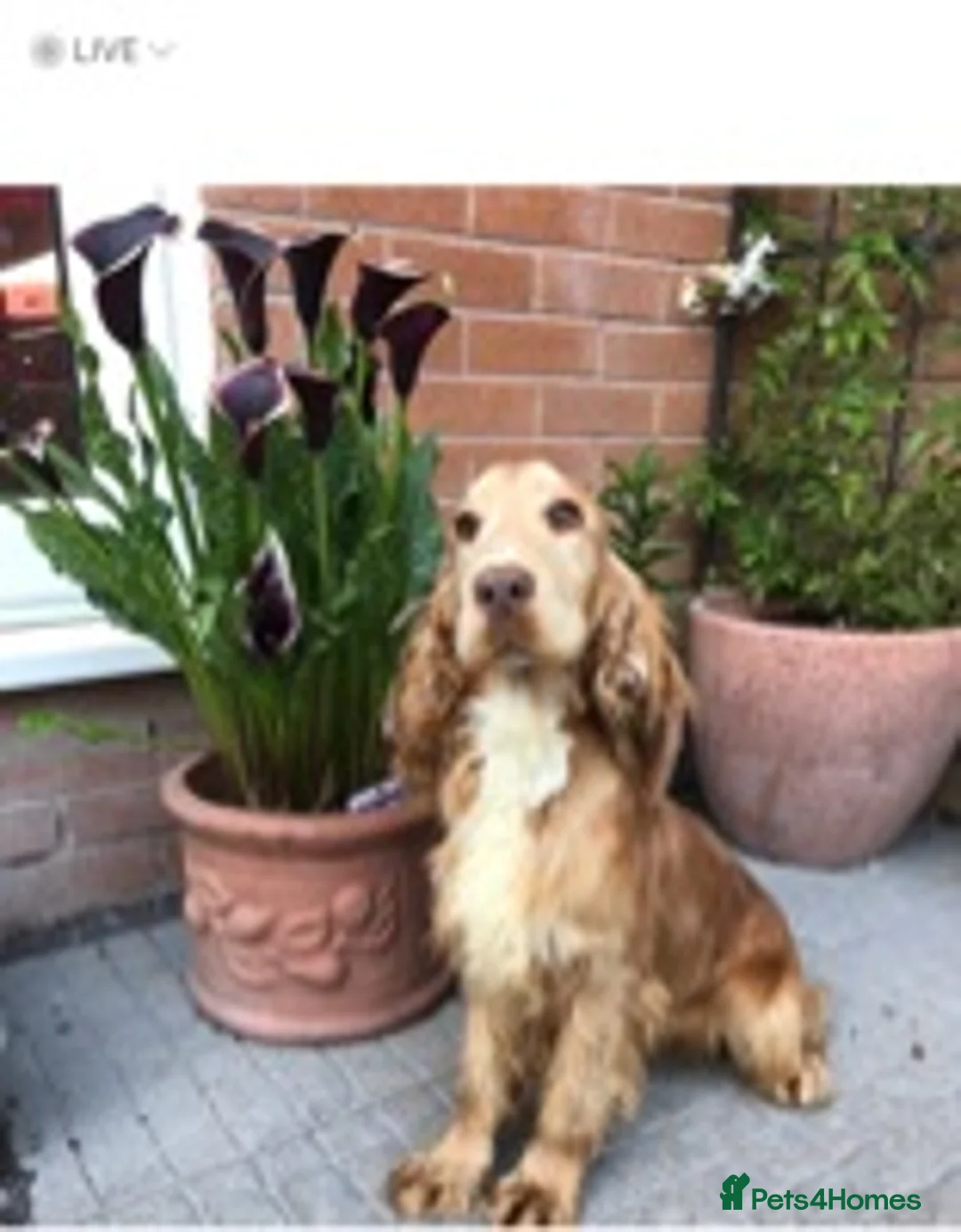 Cocker Spaniel dogs for stud: KC reg Show type proven stud  health tested. in Abergele - Advert 2