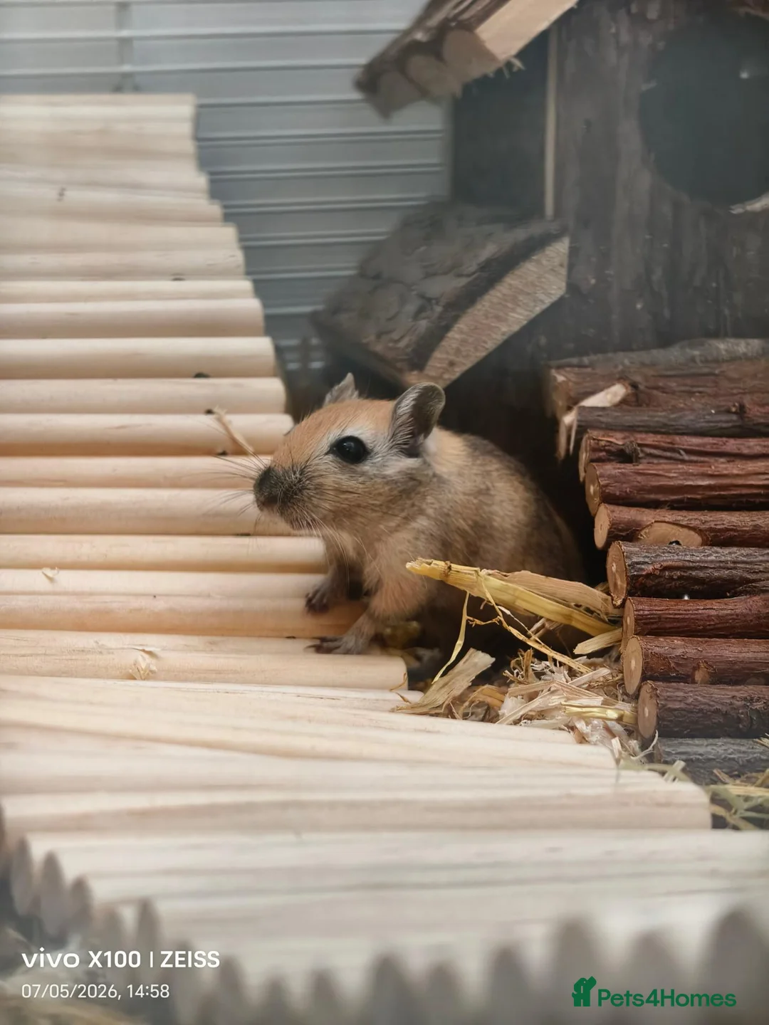 Gerbil rodents for sale: Two female gerbils for sale  - Advert 1