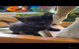 Maine Coon cats for sale: Maine coon x - Image 35