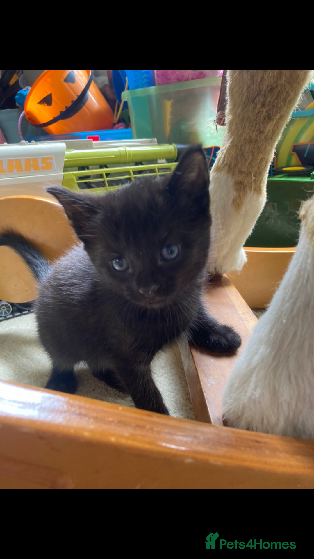 Maine Coon cats for sale: Maine coon x - Image 35