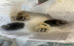 Chickens poultry for sale: Unsexed silkies chicks mixed colours  - Image 1