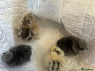 Chickens poultry - Advert 32