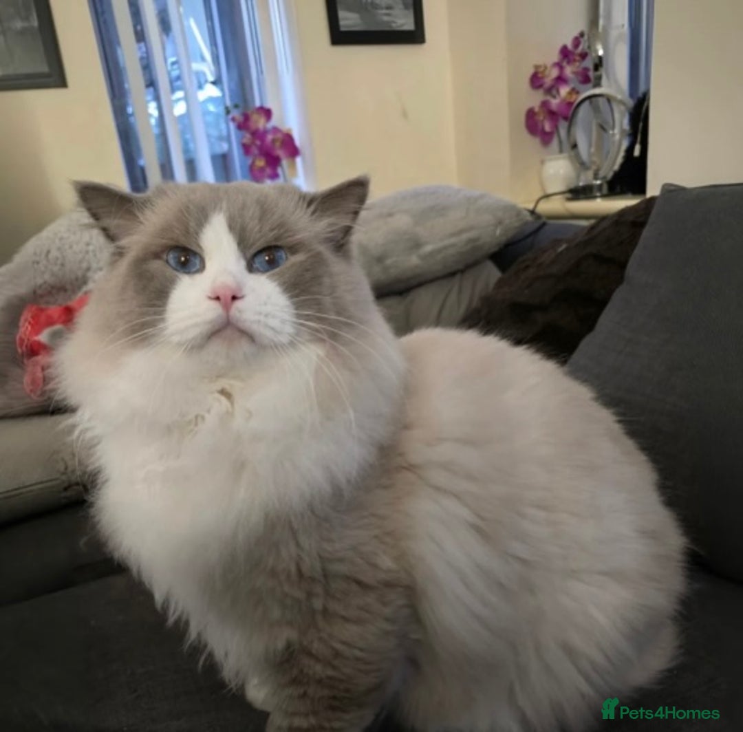 Ragdoll cats for sale: Adorable Ragdoll X Snow Bengal Kittens - Advert 3