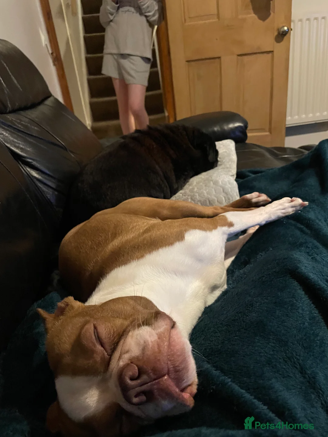 Boston Terrier dogs for sale: For Sale Boston Terrier 6yrs old  in Sheffield - Advert 2