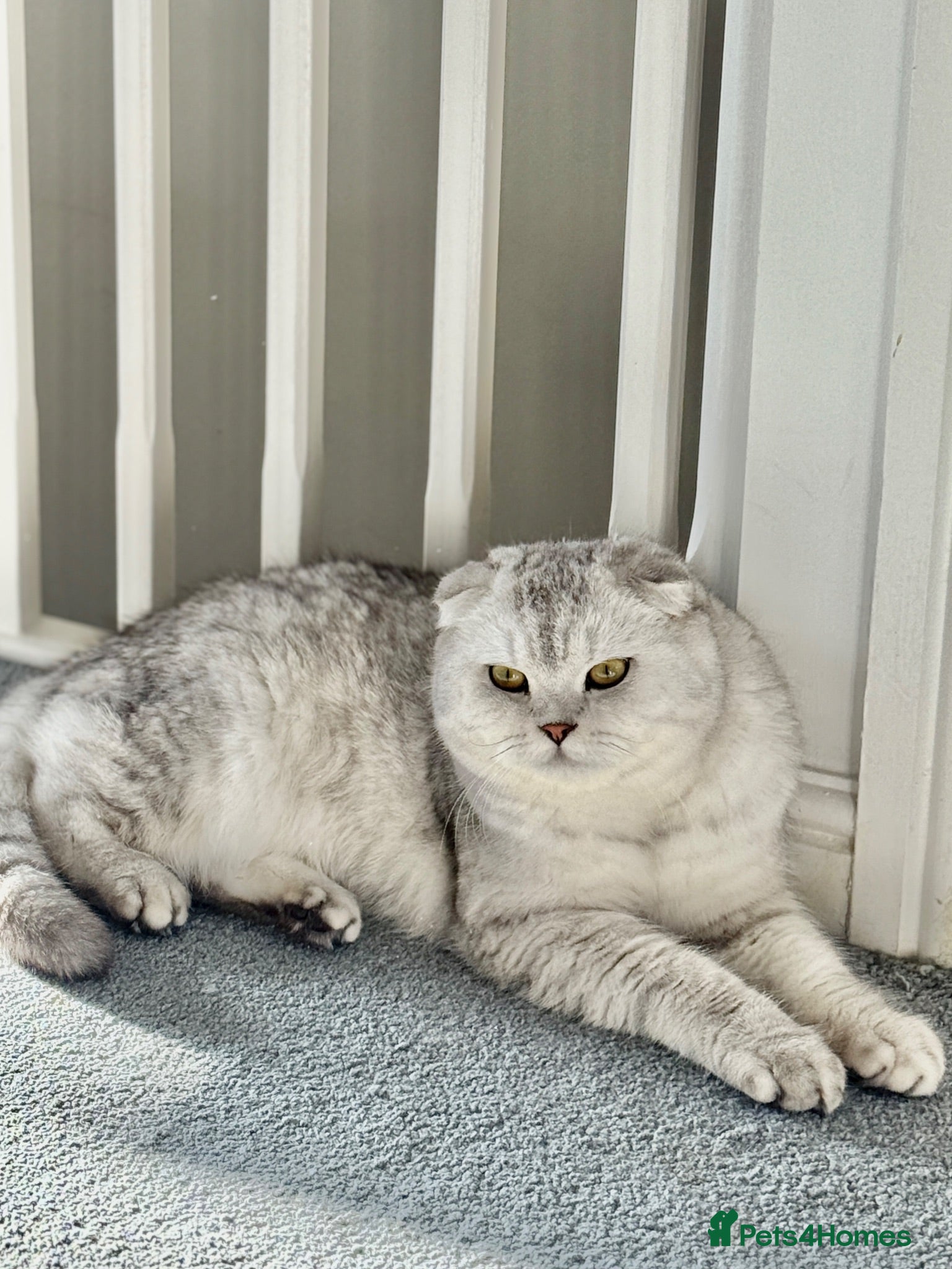 Scottish Fold cats for stud: Beautiful Scottish Fold Stud - Advert 1