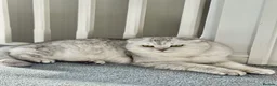 Scottish Fold cats for stud: Beautiful Scottish Fold Stud - Advert 1