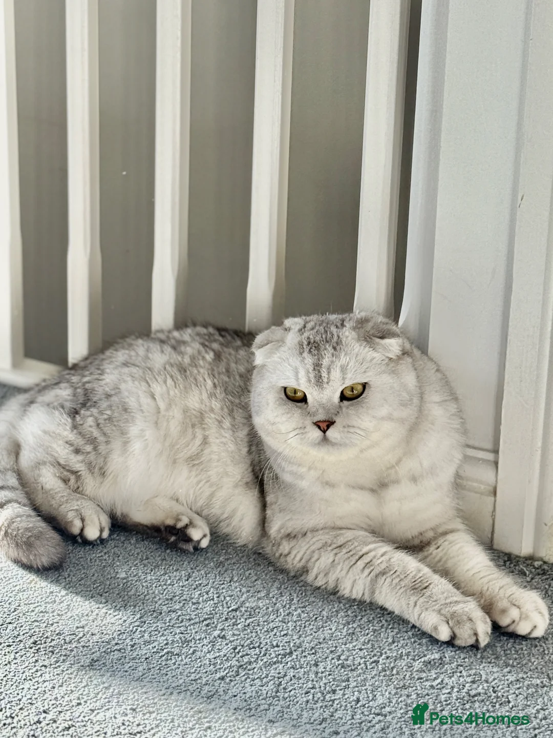 Scottish Fold cats for stud: Beautiful Scottish Fold Stud - Advert 1