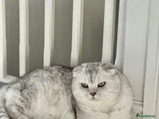 Scottish Fold cats Beautiful Scottish Fold Stud - Advert 4