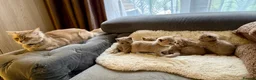 British Shorthair cats for sale: 🐾Beautiful British shorthair kittens for Sale 🐾 in Northampton - Advert 12