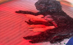 Cockapoo dogs for sale: Cockapoo Puppies F1 - Image 3