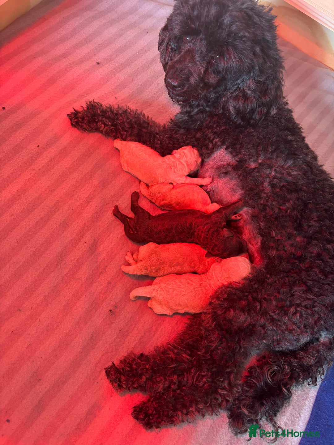 Cockapoo dogs for sale: Cockapoo Puppies F1 - Image 3