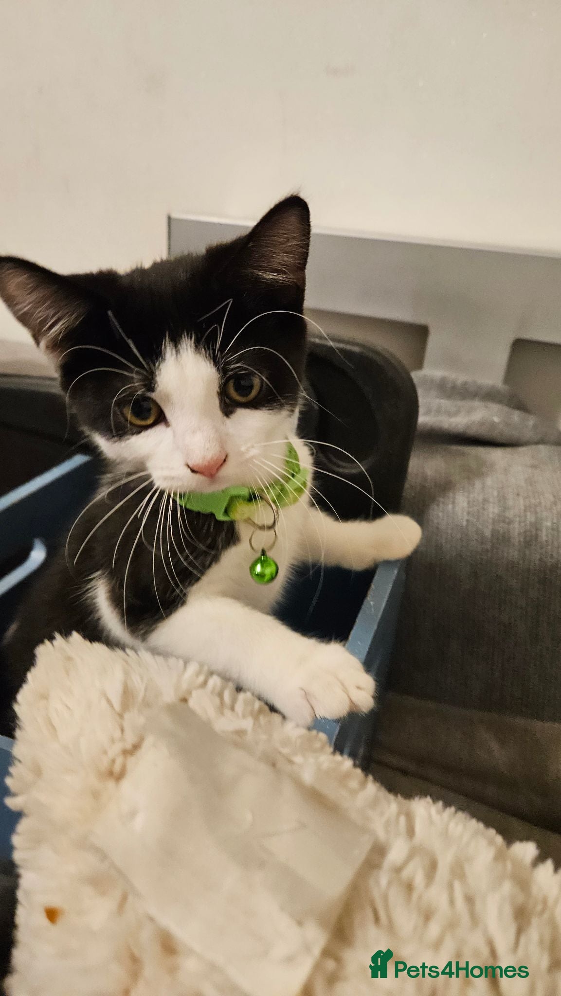 Mixed Breed cats Mix of scotish folds and other breed - Advert 1