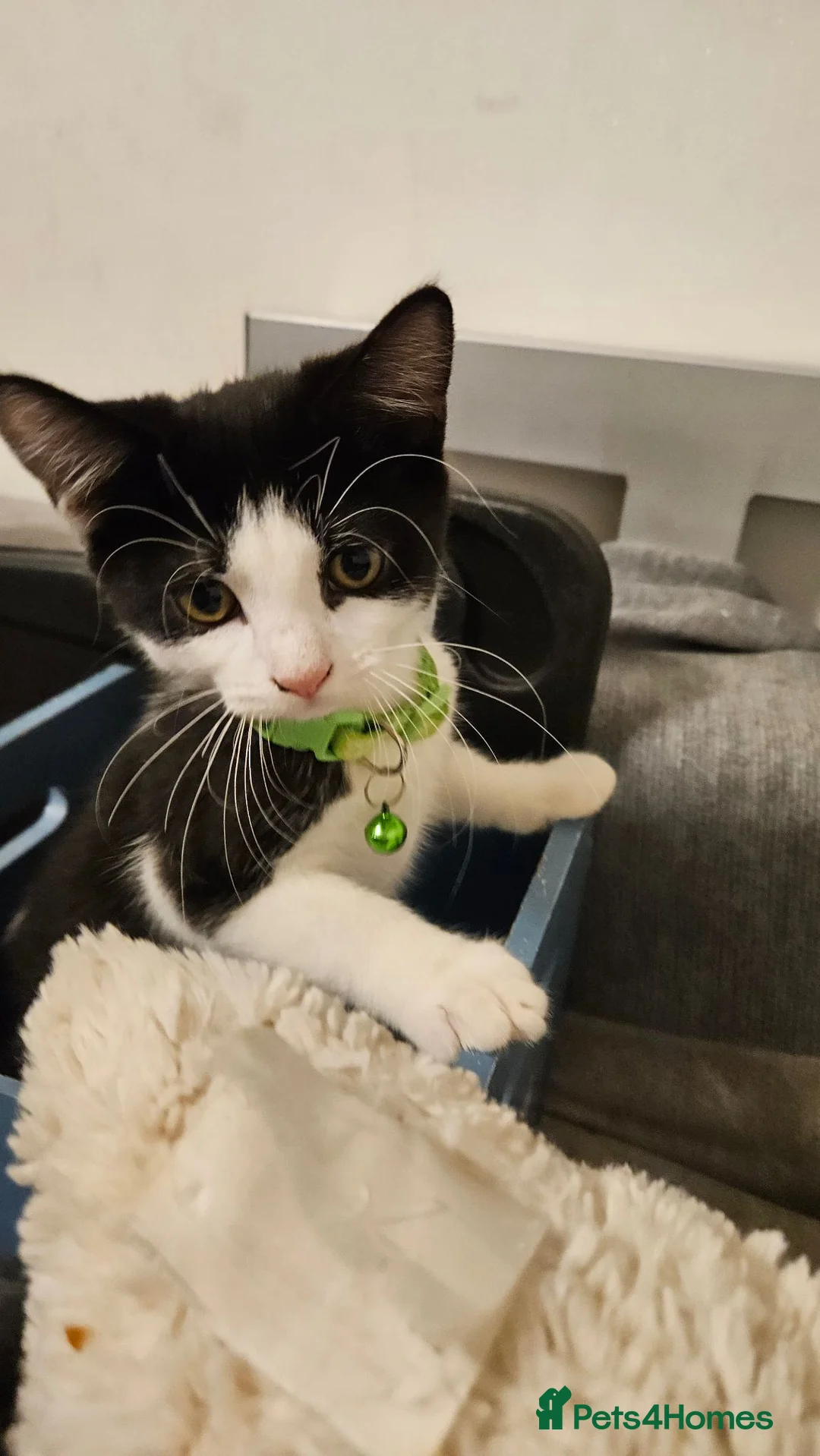Mixed Breed cats for sale: Mix of scotish folds and other breed - Advert 1
