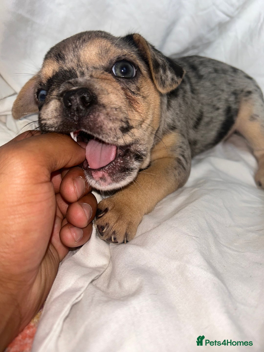 French Bulldog dogs for sale: French bulldog puppies fluffy carriers  - Image 17