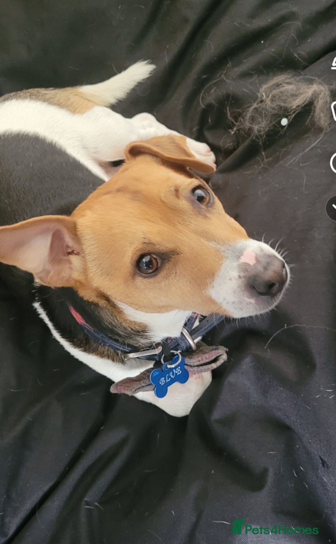 Jack Russell dogs for sale: 6 year old Jack Russel - Image 1