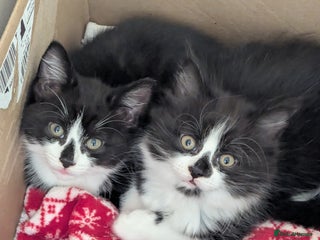 Mixed Breed cats - Advert 16