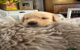 Labrador Retriever dogs for sale: Beautiful chunky yellow  Labrador puppy’s  - Image 15