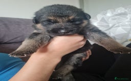 German Shepherd dogs for sale: German shepherd puppies  - Image 19