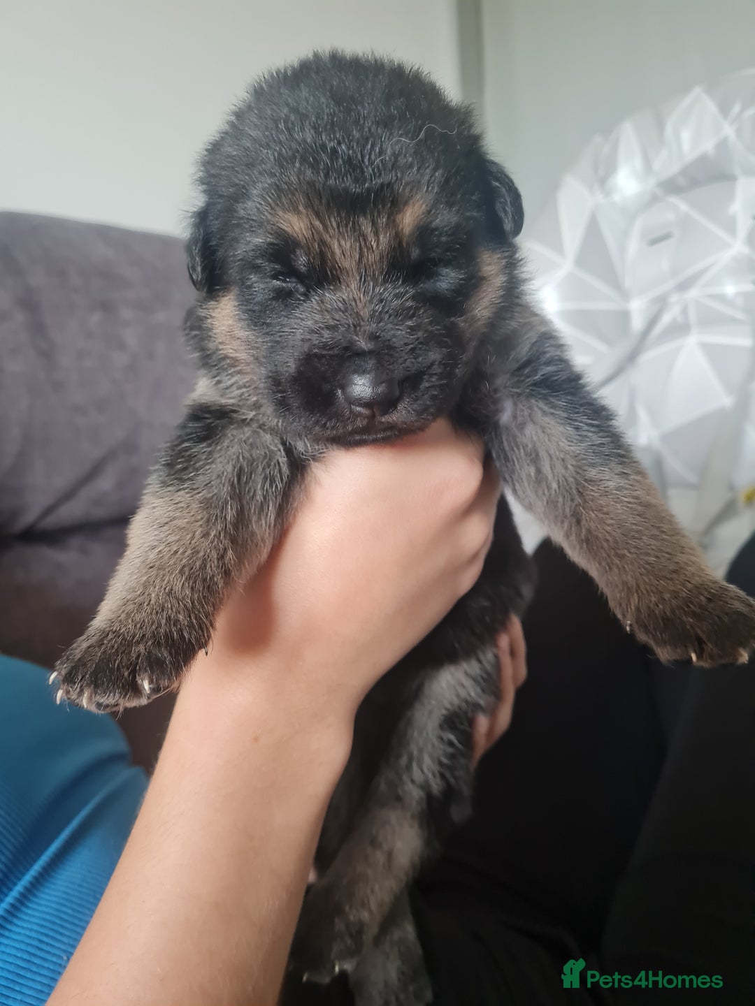 German Shepherd dogs for sale: German shepherd puppies  - Image 19