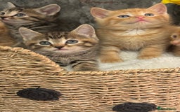 Mixed Breed cats for sale: Beautiful kittens  - Image 23