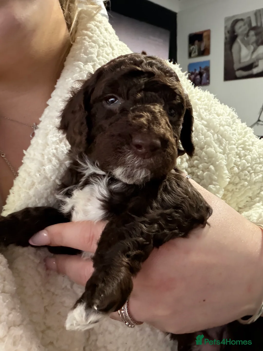 Cockapoo dogs for sale: Cokerpoos family bred beautiful coulors  - Advert 6