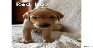 Labrador Retriever dogs - Advert 1