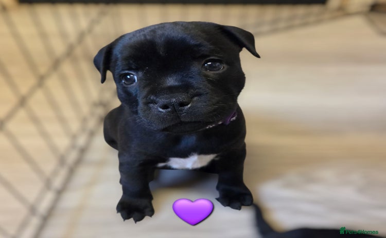 Staffordshire Bull Terrier dogs - Advert 3