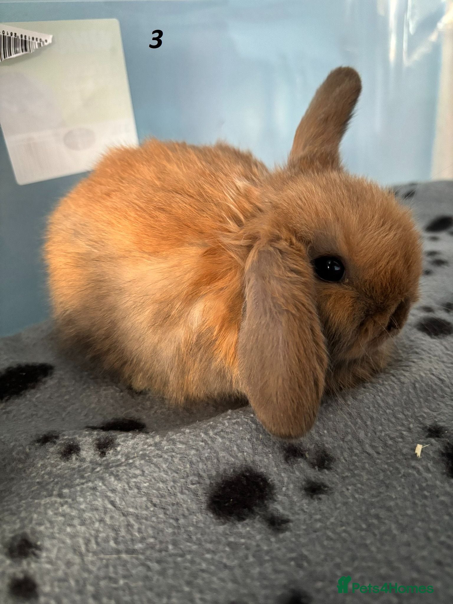 Mini Lop rabbits 🐰 Beautiful Mini Lop Baby Bunnies– Ready to go 🐰 - Advert 15