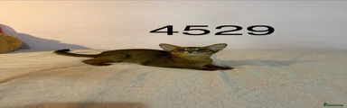 Abyssinian 2-4529